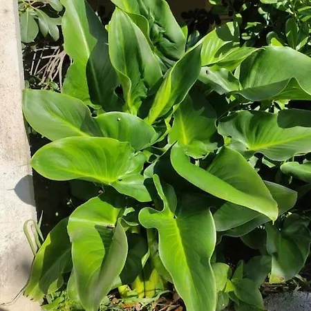 아파트 Trikala Home *