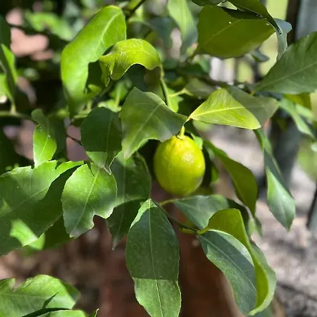 Trikala Home 아파트 *