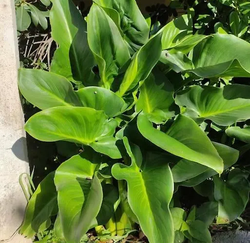 Apartman Trikala Home *